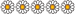 5 margherite