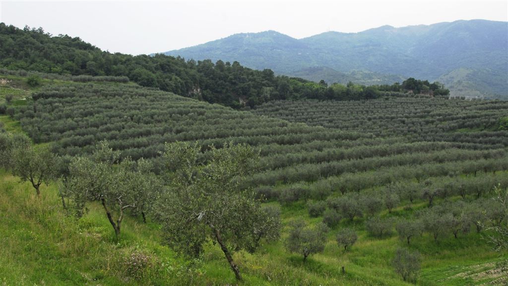 PASSIparole 2025 - L'olio di Caneva: conoiscere un territorio vocato all'olivocultura