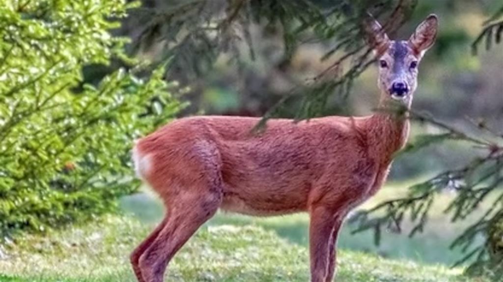 RAO.  Anello del capriolo