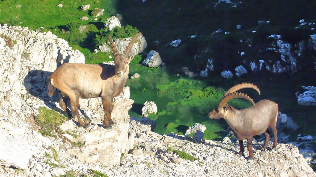 In quota tra mughi e rocce