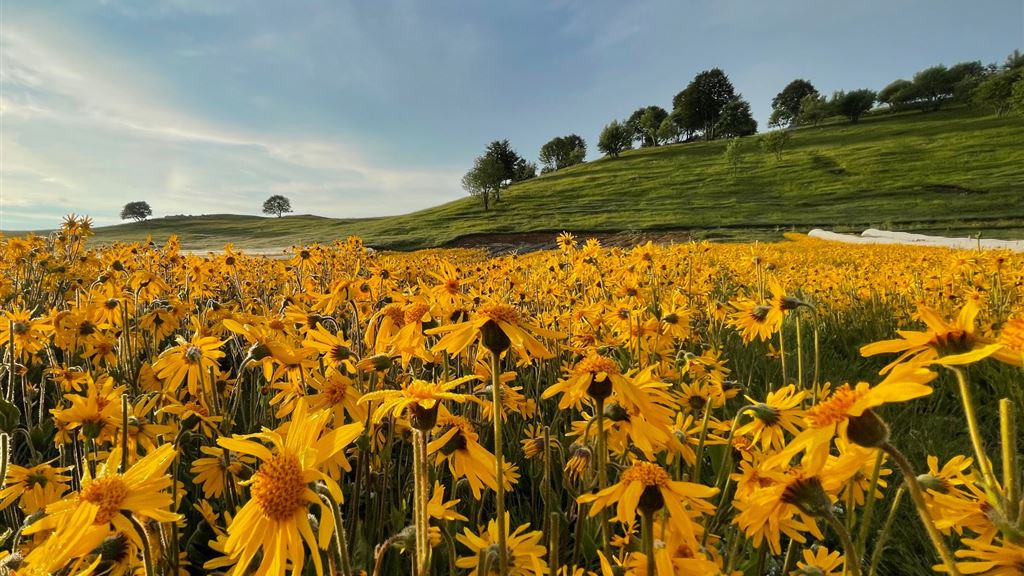 L'arnica e la Luna