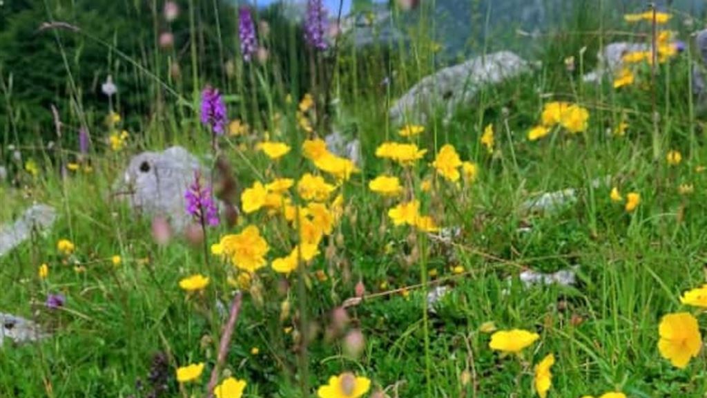 Venerdì natura: le erbe di Piancavallo
