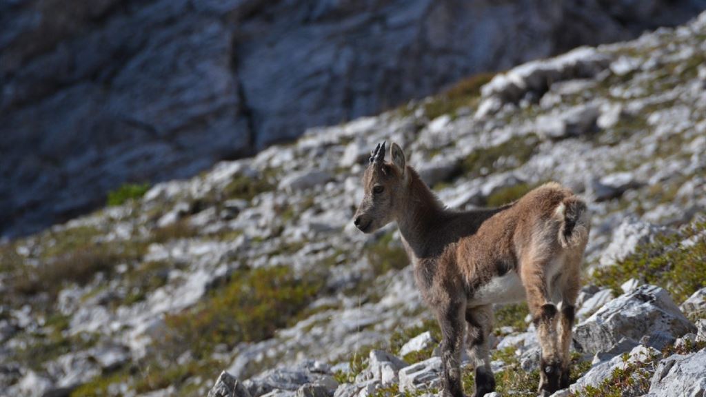 Giro ad anello nella Val del Drap sotto le lastre di Cima Preti.